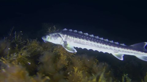 Azov-Black sea sturgeon or Russian sturgeon (Acipenser gueldenstaedtii) swims over a picturesque seabed covered with bright brown algae, medium shot.