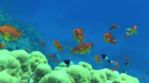 A school of Sea goldie or Lyretail Anthias (Pseudanthias squamipinnis) slowly floats against a backdrop of hard coral and blue water, medium shot.
