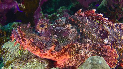 Tassled scorpionfish (Scorpaenopsis oxycephala) lies on a coral ledge, side view, close-up, detail.