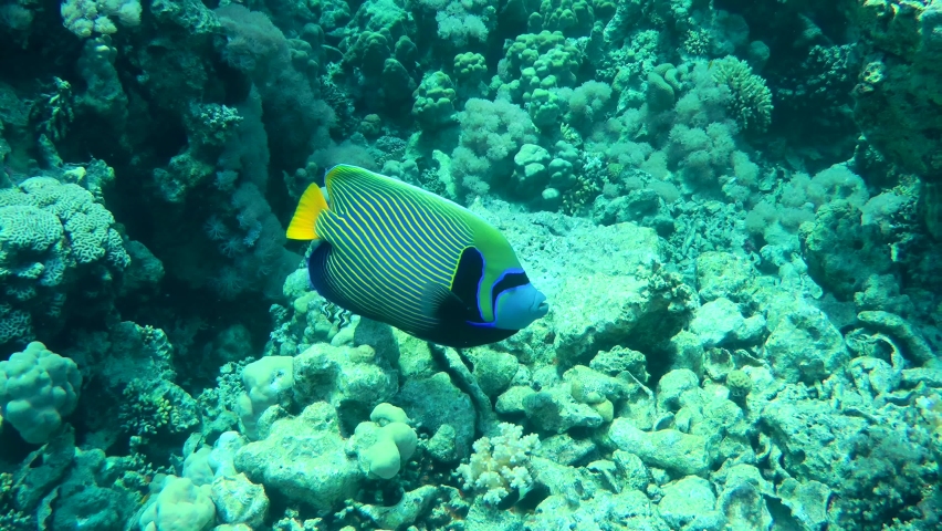 The bright and beautiful Emperor angelfish (Pomacanthus imperator) slowly approaches the camera, then begins to bite the corals. | Shutterstock HD Video #1089485865