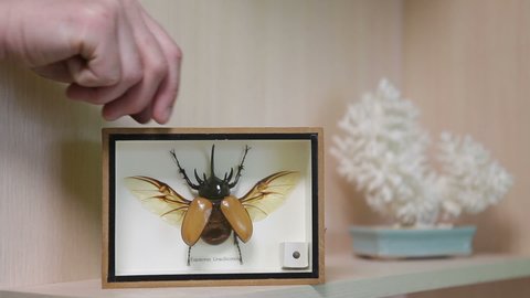 A huge five-horned rhinoceros beetle in a glass frame on a shelf. Coleopterology. Collectible rhinoceros beetle from the scarab beetle family. Eupatorus gracilicornis.
