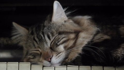 Striped cat sleeps on vintage piano keys