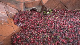 Freshly harvested red berries of coffee loading in de-pulping during wet-processing of arabica coffee beans at a coffee plantation in Panama, Central America