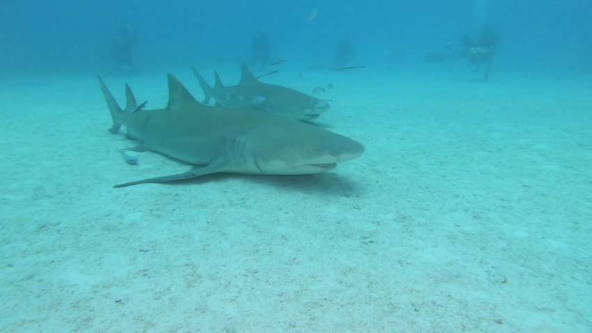Lemon Shark resting in the sand Royalty-Free Stock Footage #1089487389