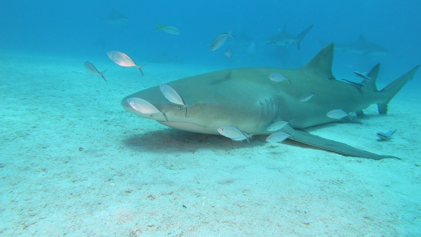 Lemon Shark resting in the sand Royalty-Free Stock Footage #1089487397