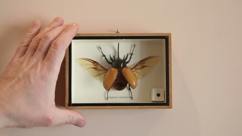 A huge five-horned rhinoceros beetle in a glass frame on the wall. Coleopterology. Collectible rhinoceros beetle from the scarab beetle family. Eupatorus gracilicornis.
