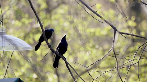Two blackbirds on a tree branch get spooked by a passing pedestrian and fly away