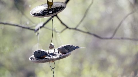 Two mourning doves and a sparrow eat from a park bird feeder