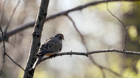 Mourning dove takes flight from a tree branch after a pedestrian passes