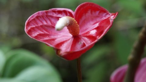 The neotropical genus Anthurium consists of 600 to 800 species, commonly called anthuriums. It was initially discovered in Costa Rica[citation needed] although it is native to Colombia, Venezuela and 