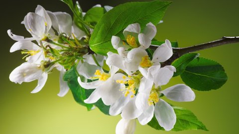 Time Lapse of Flowering Apple Tree Flowers on Green Background. Spring Flowers Opening. Blooming Fruit Tree Branch Backdrop. Vertical Video Cropping 9:16 4K UHD for Smartphone Splash Screen