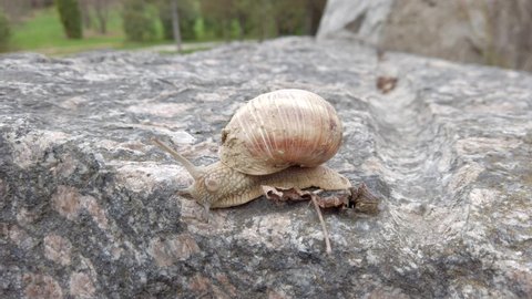 Large beautiful snail slowly crawls over a stone close-up