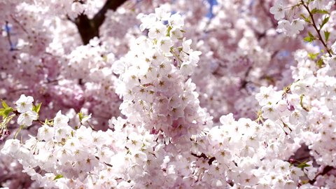 closeup of garden apricot blossoming tree with flowers, slow motion, nature