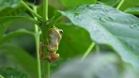 Video of a tree frog on grass.