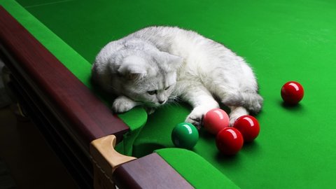 Gray British Short Hair Cat Playing With Balls On The Snooker Table 4K Video