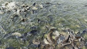 A group of large fish rise to the surface of the water for their share of the fish food being scattered during feeding time.