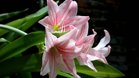 the beautiful pink amaryllis flowers in the garden, with a gentle breeze.