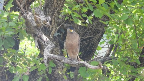 Crested serpent eagle Perched on Tree 