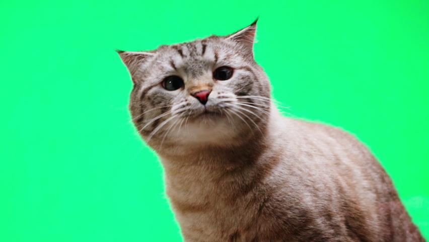 Cat on green background close-up, Scottish Fold portrait. Domestic animals. Grey kitten licking glass. Furry pedigreed pet. Little best friends concept.  | Shutterstock HD Video #1089495945