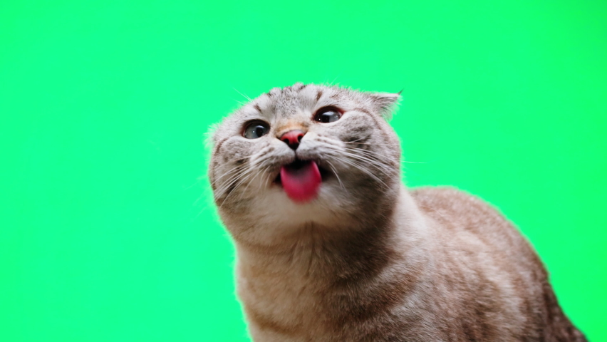 Cat on green background close-up, Scottish Fold portrait. Domestic animals. Grey kitten licking glass. Furry pedigreed pet. Little best friends concept.  Royalty-Free Stock Footage #1089495945
