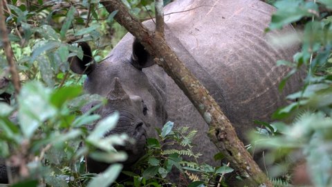A one horned rhino peeking through the bushes and trees in the jungle of the Chitwan National Park.