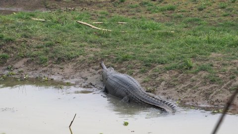 A gharial crocodile resting half submerged on the bank of a river in the Chitwan National Park in Nepal.