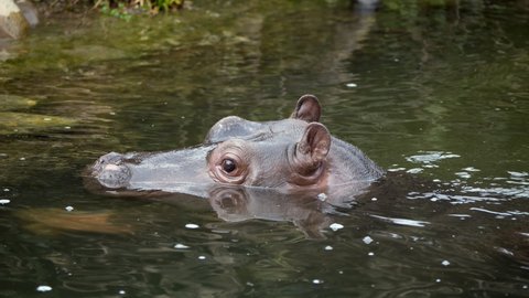Slow motion shot of baby Hippopotamus cooling in wild water lake in national park,close up