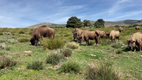 Herd of majestic European bison grazing quietly and peacefully in meadow