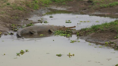 A gharial crocodile resting half submerged on the bank of a river in the Chitwan National Park in Nepal.