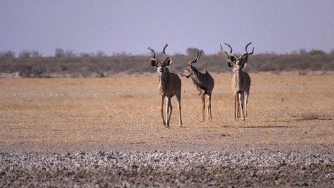 Kudu Bulls approaching the waterhole