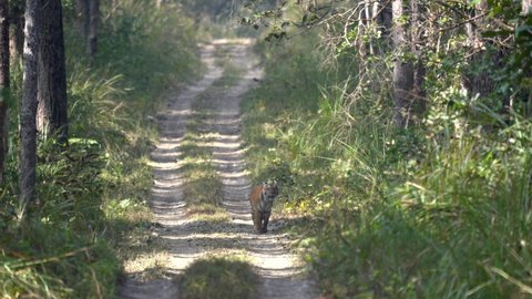 A Bengal tiger walking on a dirt road in the jungle before disappearing into the jungle in the Chitwan National Park in Nepal.