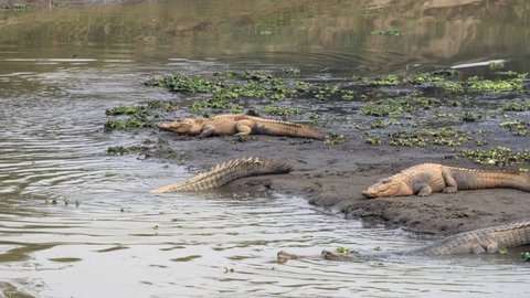 Some muggar crocodiles diving from a river bank into the water in the Chitwan National Park in Nepal.
