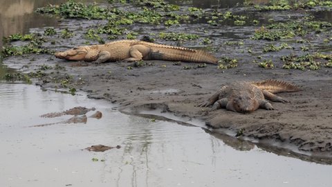 Some muggar crocodiles lying on a river bank in the Chitwan National Park with some also swimming in the water.
