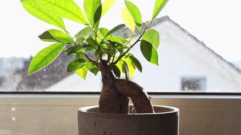 Watering a small indoor bonsai tree next to a sunny window sill. Static close up shot 