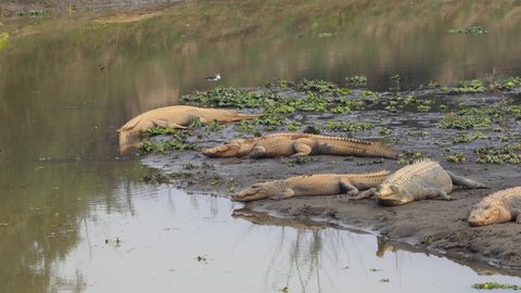 A zoom in view of muggar and gharial crocodiles resting on the bank of a river in the Chitwan National Park in Nepal.