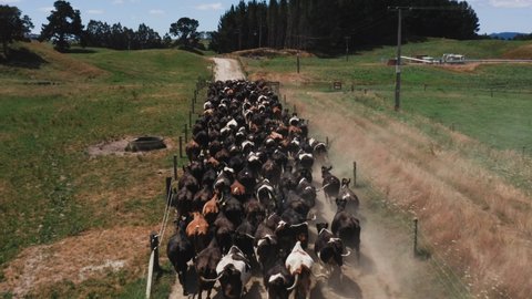 Stampede of cows running on dusty sand farm road, panic rush, aerial