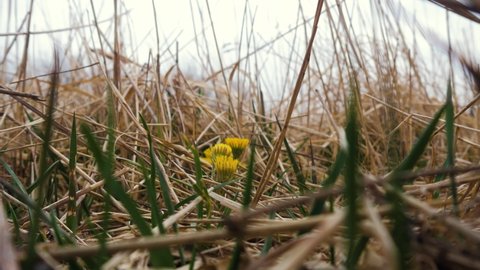 Yellow wild flower, coltsfoot (Tussilago farfara) in dry meadow field, near the lake Liepaja (Latvia) coastline, calm sunny spring day, low angle closeup shot