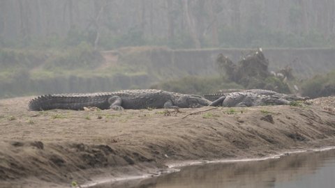 Some muggar crocodiles lying on a river bank in the Chitwan National Park.