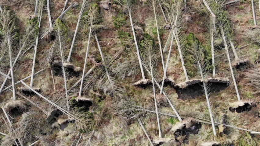 Aerial footage of a damaged forest with uprooted trees during a strong wind storm. Camera pointing down gaining altitude | Shutterstock HD Video #1089498735