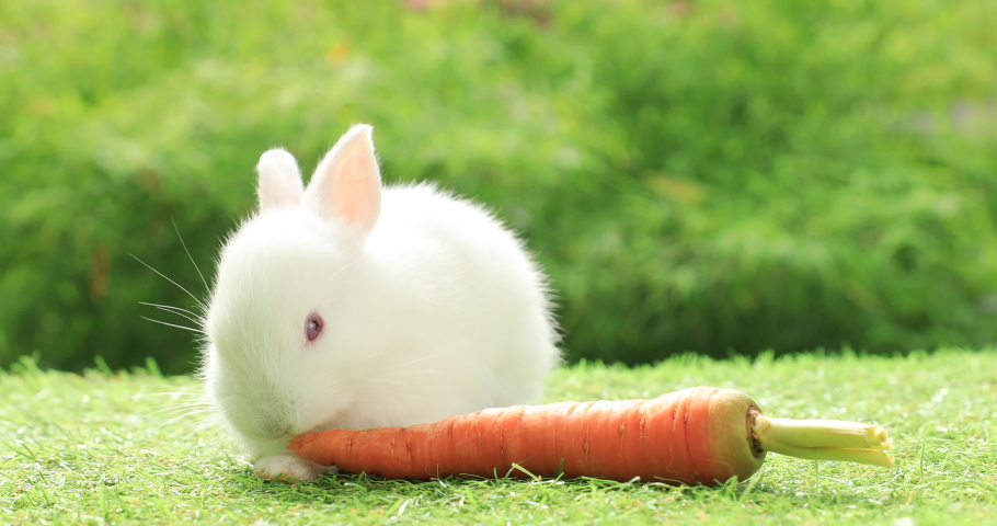 Group of healthy lovely baby bunny easter rabbits eating food, carrot, grass on nature background. Cute fluffy rabbits sniffing, looking around, nature life. Symbol of easter day. Royalty-Free Stock Footage #1089499491