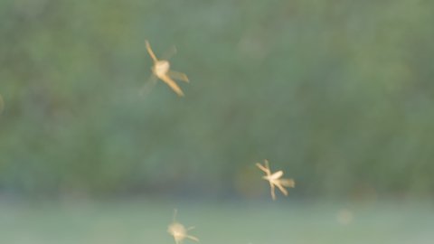 A swarm of mosquitoes fly in sunset light against a green blurred backdrop