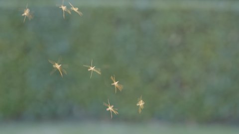 A swarm of mosquitoes fly in sunset light against a green blurred backdrop