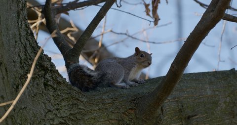 Close-up of a gray squirrel on a tree in a sunny winter day