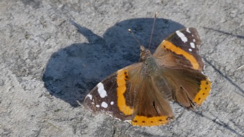 Monarch Butterfly, brown with yellow and black pattern on wing on gray stone
