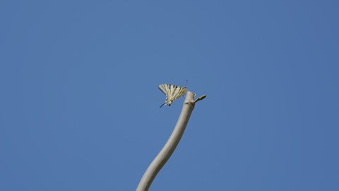 Butterfly on a branches against a blue sky