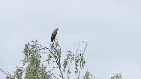 A watchful Lesser spotted eagle, Clanga pomarina perched on a large Birch tree on a summer evening in Estonia, Northern Europe