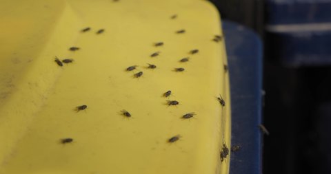 many houseflies on sunny surface closeup