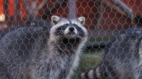 footage of raccoons in the aviary
