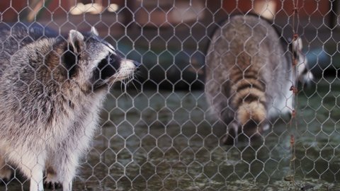 footage of raccoons in the aviary