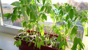 large seedlings of tomatoes. growing vegetables at home. seedlings for the garden